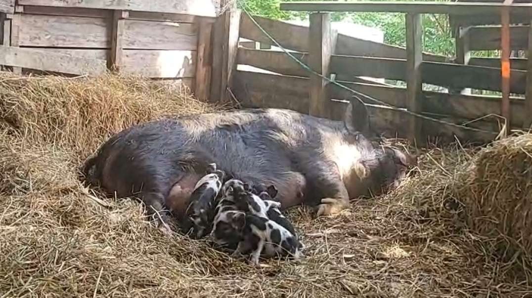 Piglets 2 Tuesday night May 21, 2024  Baby piglets update!