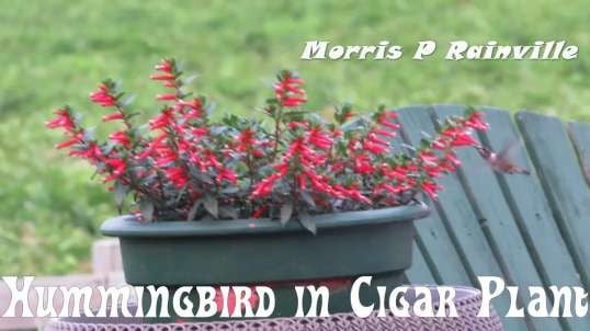 Hummingbird in Cigar Plant