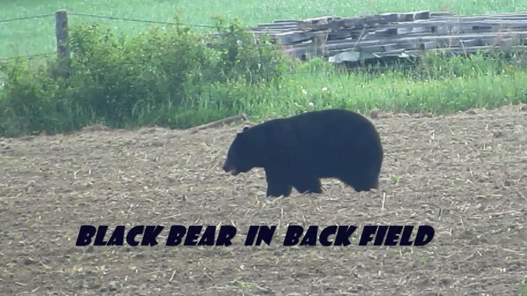 Black Bear in Back Field