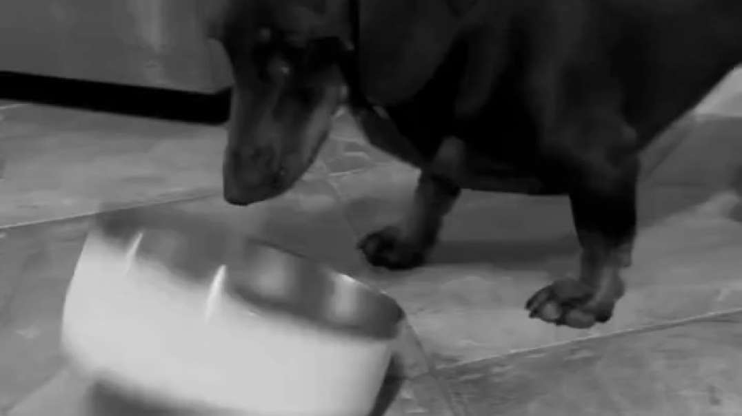 Sausage helping friends move bowl