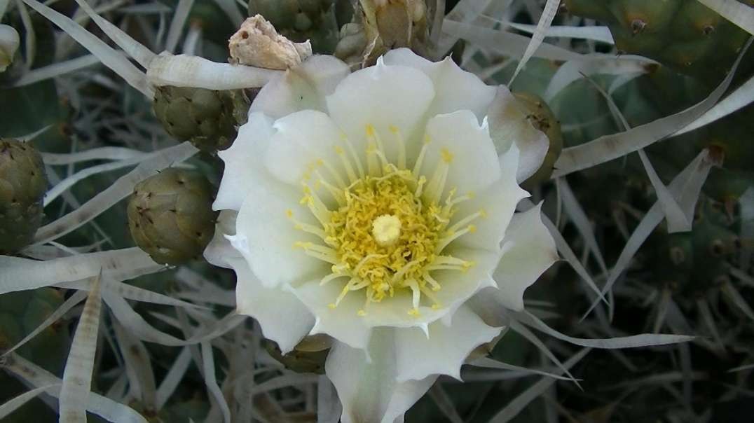 BLOOMIN' PAPER SPINE CACTUS  Opuntia Papyracantha