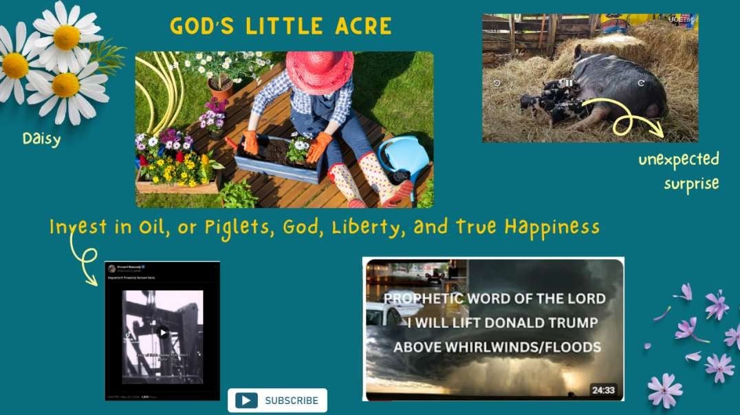 Pt 1 Invest in Oil, or Piglets, God, Liberty, and True Happiness.