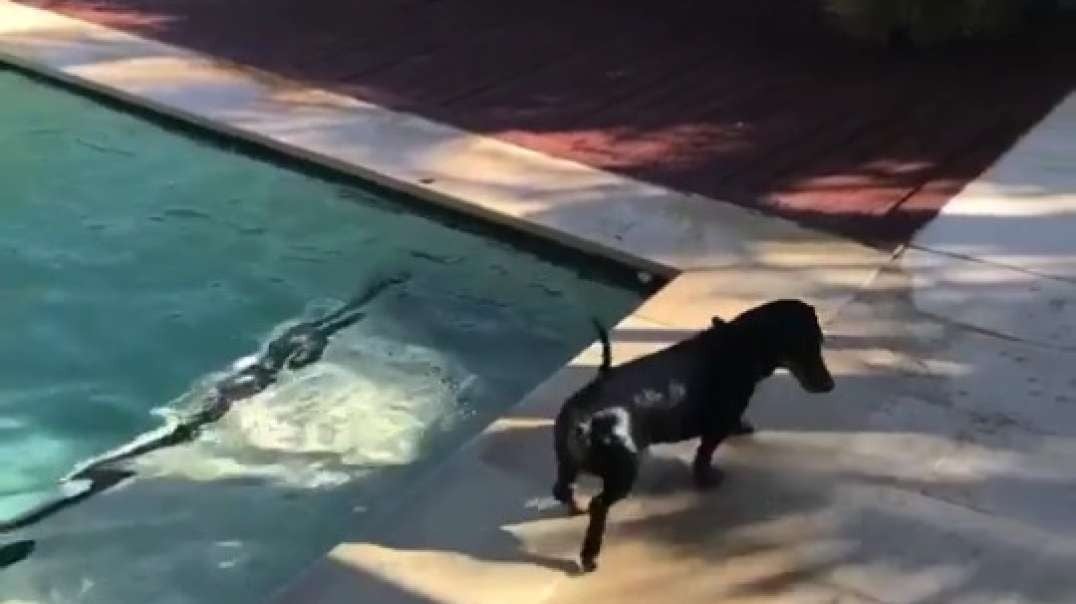 Sausage doing some pool
