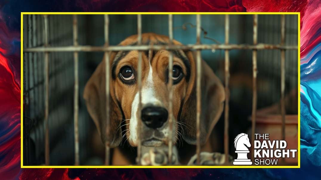 Pharma Company Breeding (and Abusing) Beagles Gets Record Fine