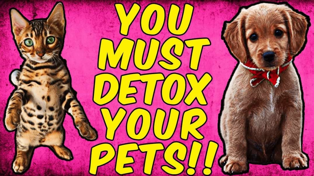 Warning You Must Put Your Cats or Dogs on a Parasite Detox!
