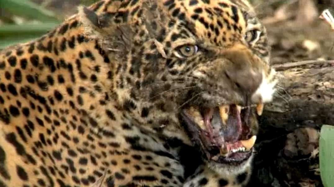 Secret Brazil_ Jaguar, the king of the Pantanal