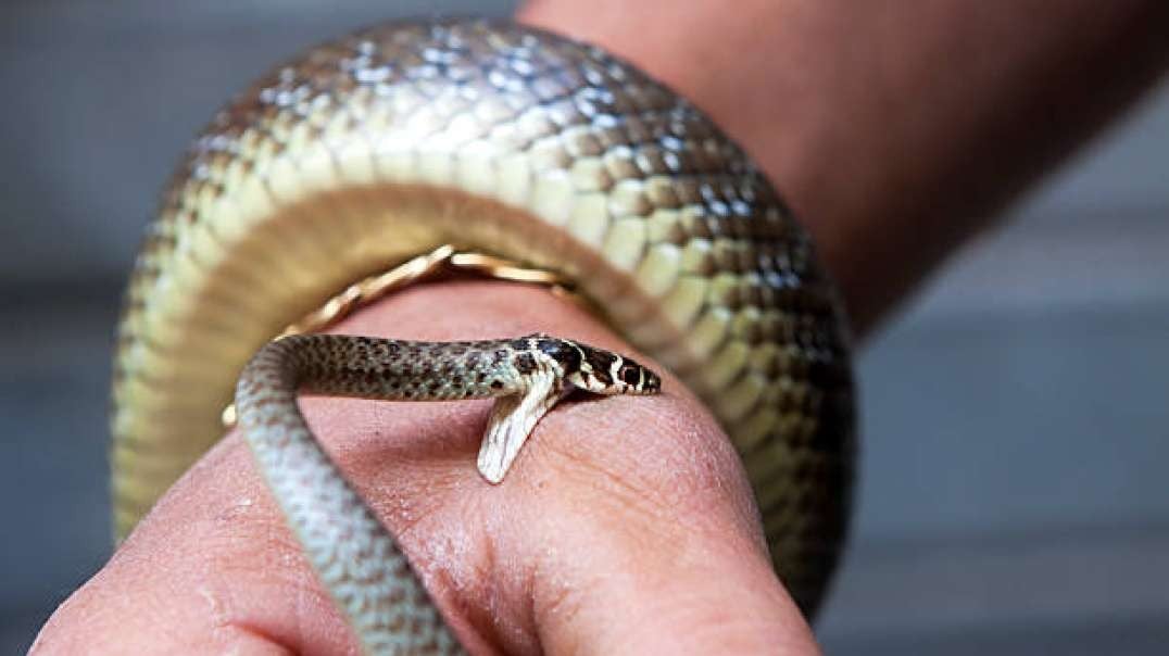 Snake Bite vs Religious Exemption