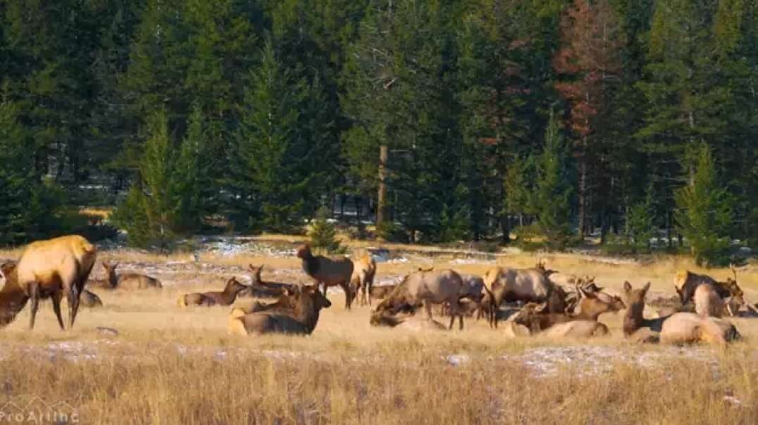 Wild Animals of Canada in 4K UHD - Part #1 - Beautiful Deer and Elks - Best of Wild Canada