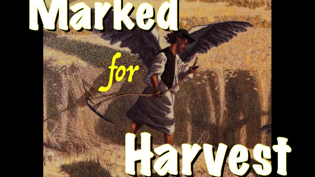 Marked For Harvest