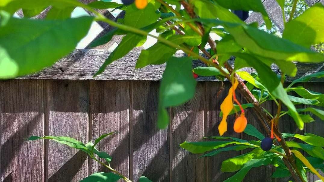 Mango-type fruit, growing North of the US border, in BC.