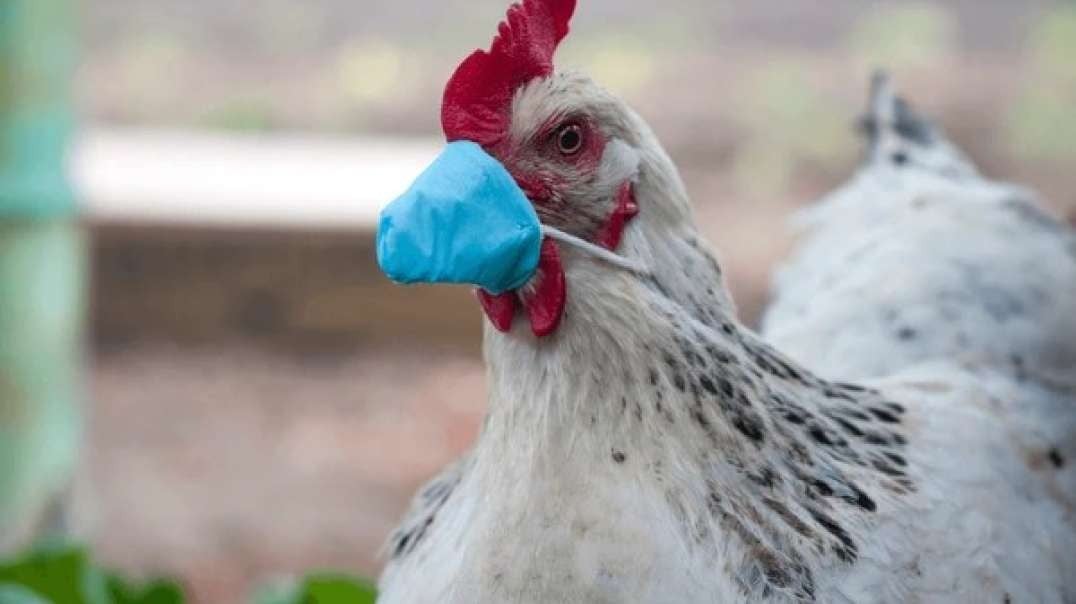Breaking new bird flu restrictions worldwide