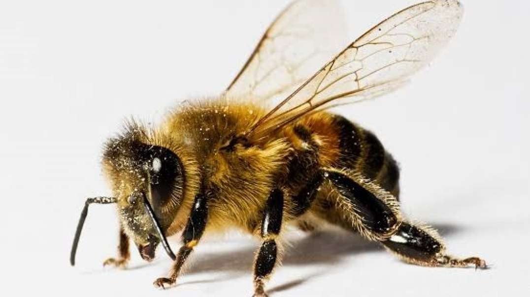NWO: Governments ordering beekeepers to kill bees to create global famine
