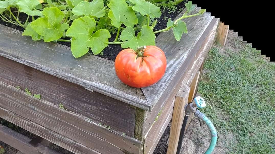 Tomato And Praying Mantis