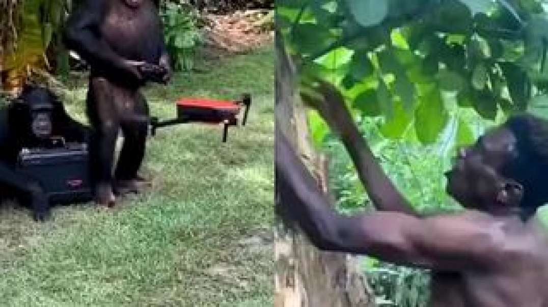 Monkey Vs Negro