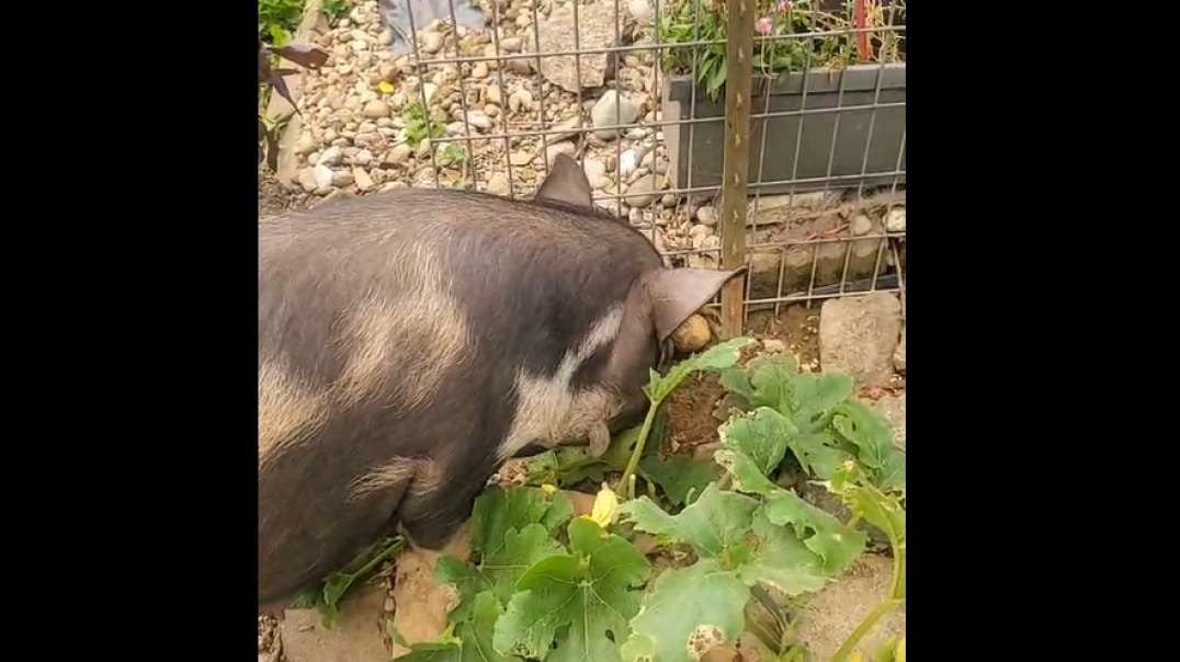 Piglets Are Gone, Moms Get a Day of Freedom on the Farm