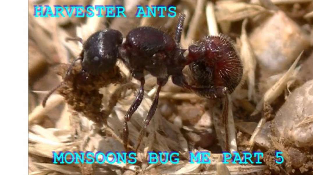 MONSOONS BUG ME PART 5 HARVESTER ANTS