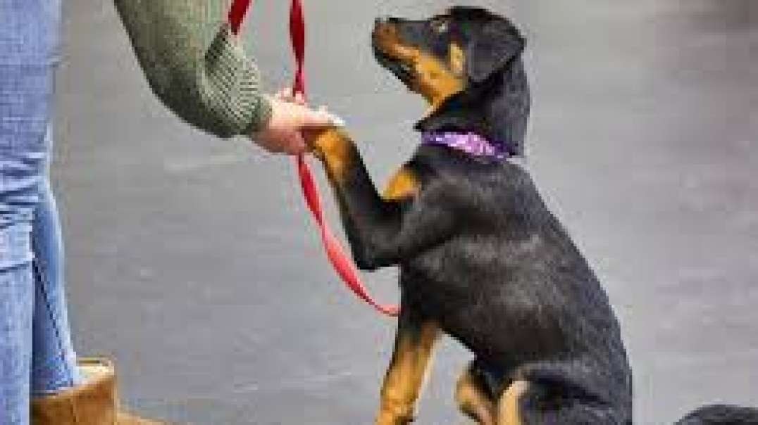 Best Canine Enrichments in Stillington