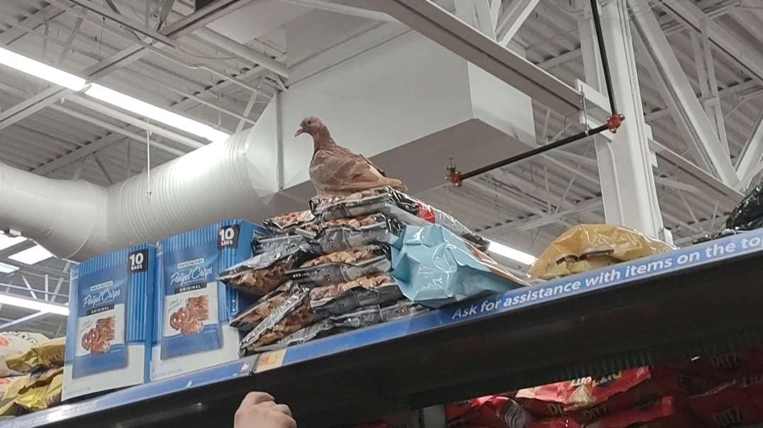 Pigeon Goes Browsing At Walmart