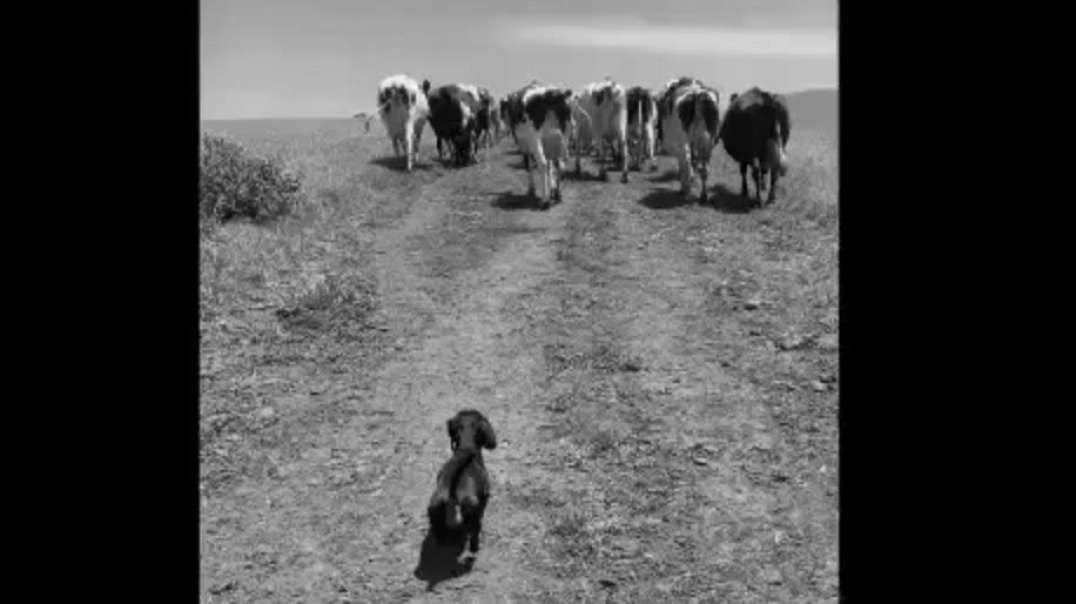 Sausage helping with farm-work.