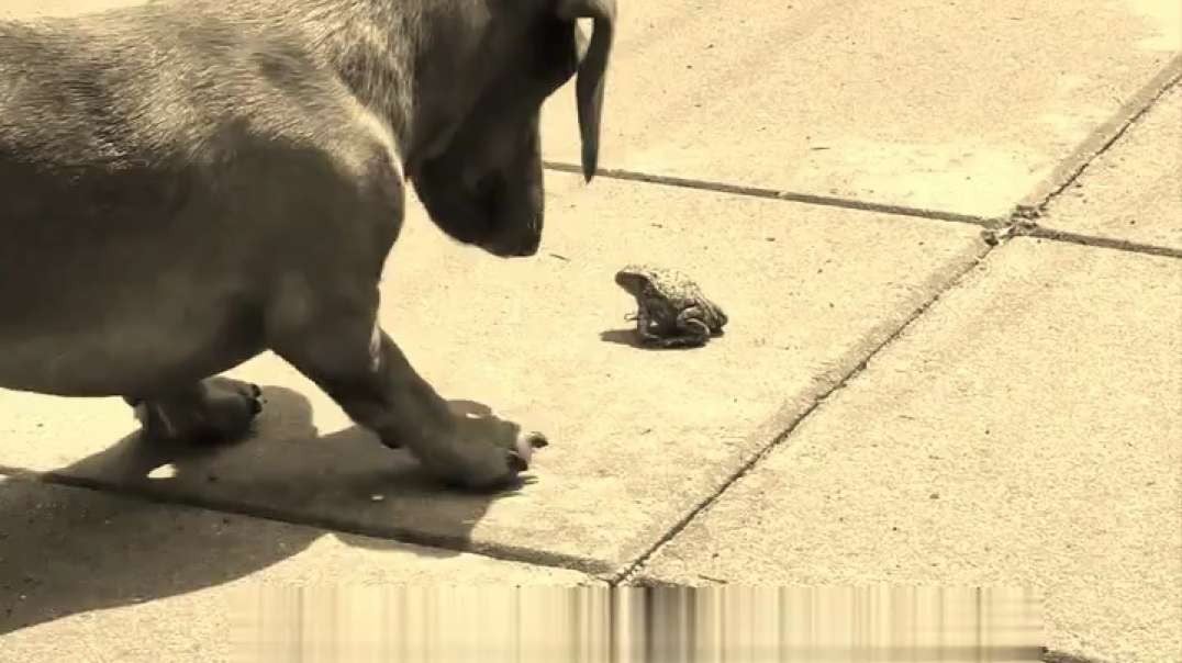 Sausage versus frog