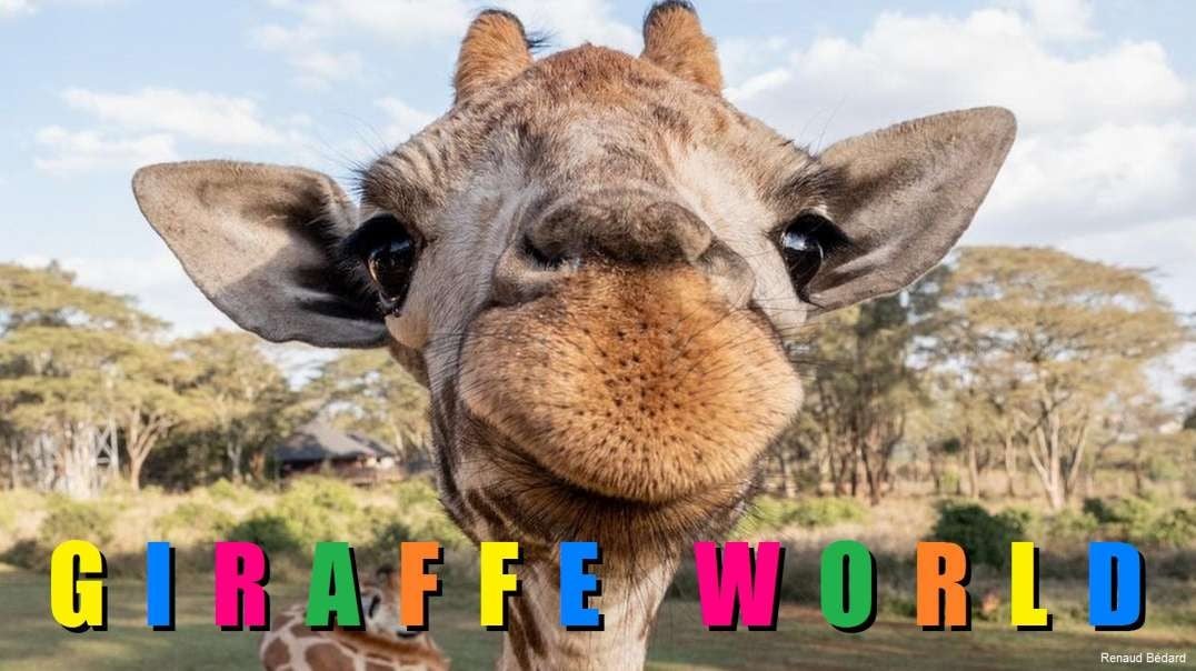 GIRAFFE WORLD