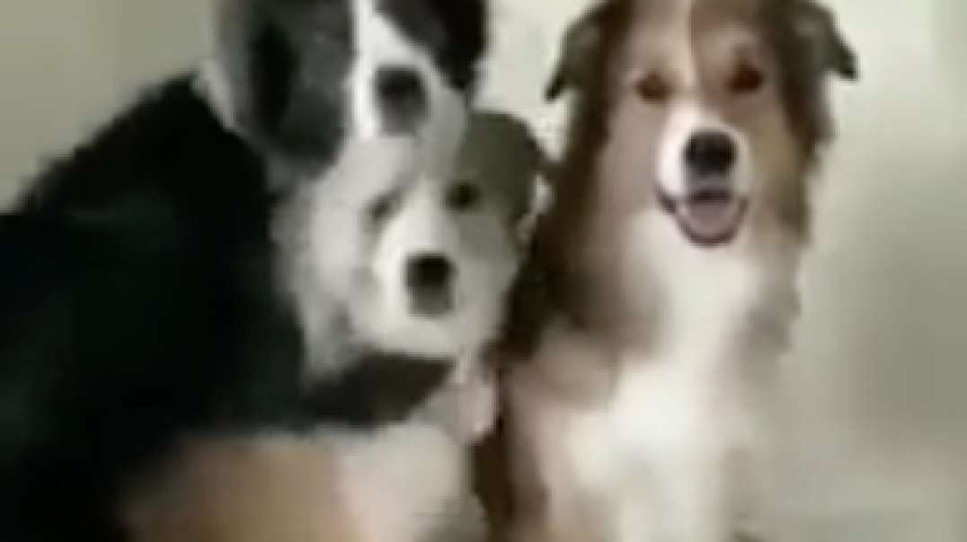 Funny Dogs