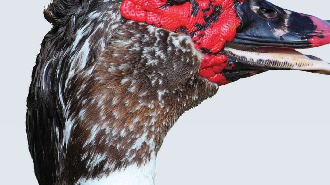 Abandoned Domesticated Muscovy Ducks Brought To Florida Near Deadly Drivers Walked Safely To Pond