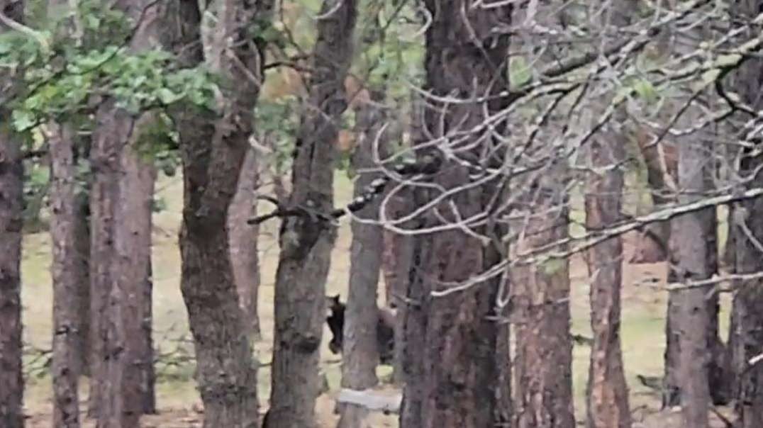 BEAR IN NORTHERN ARIZONA Dusty says. "Ursine Is What Her Seen...