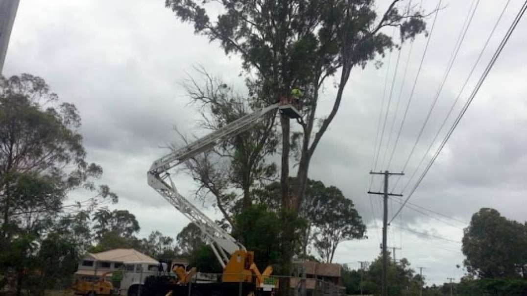 Best Tree services in Sheldon