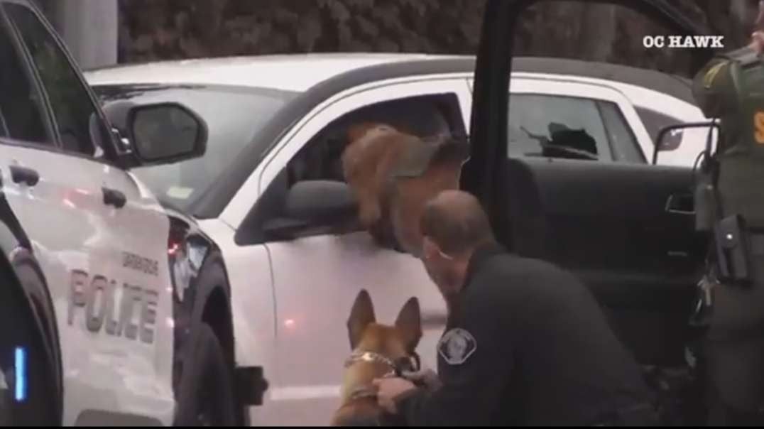 K-9 helps Anaheim police officers take carjacking suspect into custody.mp4