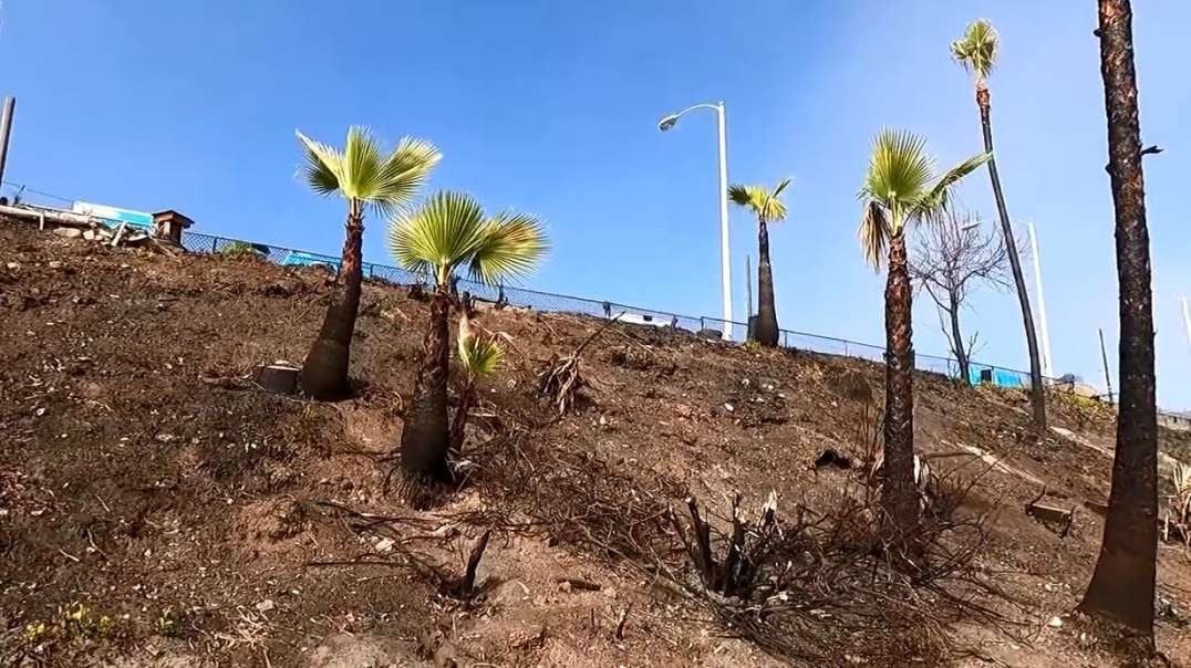 California Palisdaes Fire AFTERMATH Topanga Beach Walk - shacked.mp4