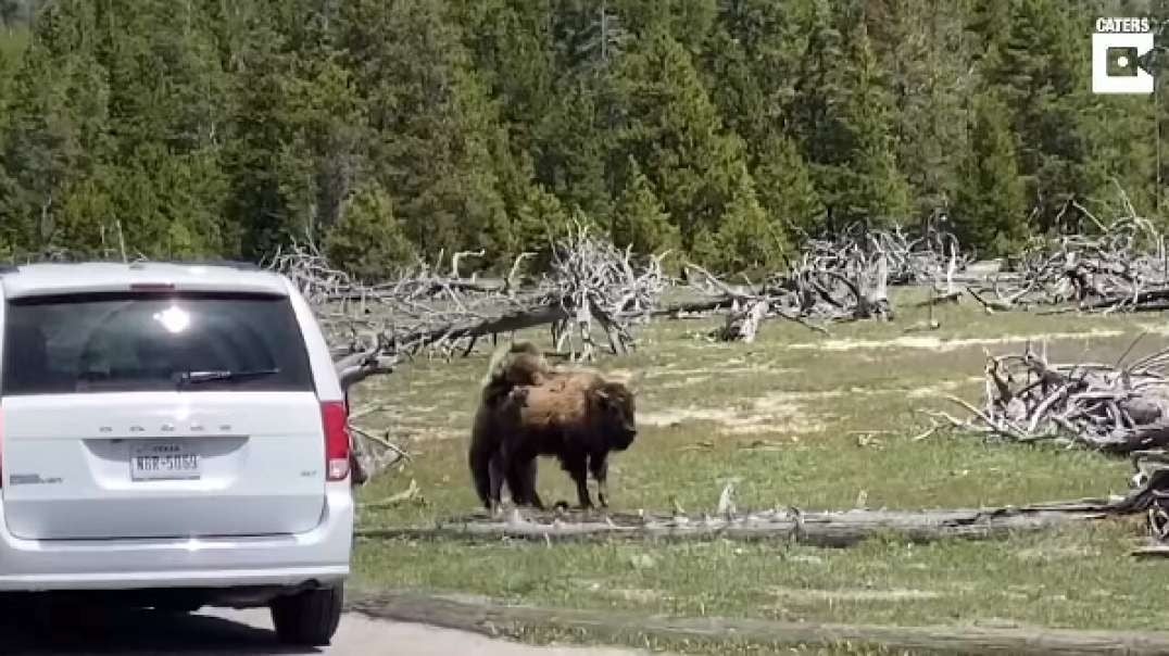 Bear And Bison Fight At Yellowstone National Park.m4v