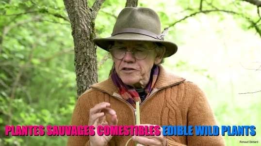 FRANCOIS COUPLAN PLANTES SAUVAGES COMESTIBLES EDIBLE WILD PLANTS