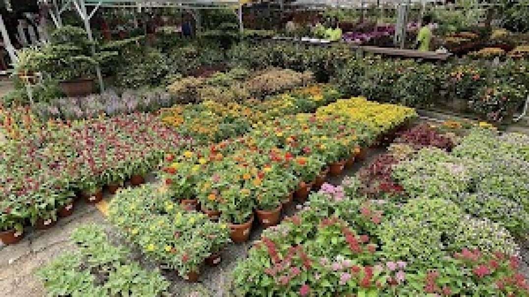 If you are looking for a Plant Shop in Kembangan