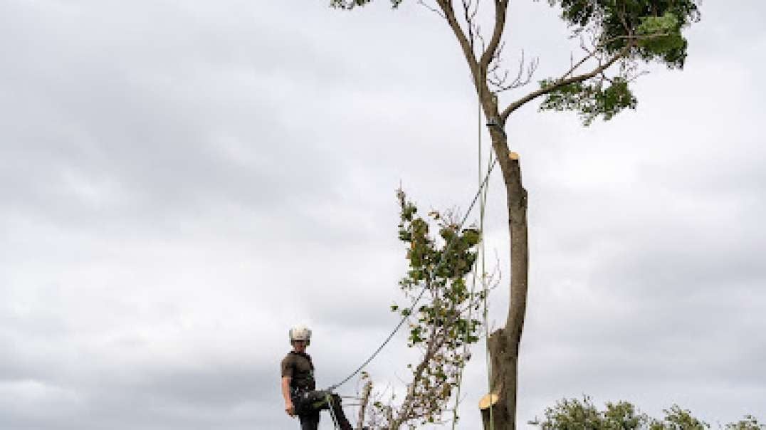 Are you looking for Tree pruning in Tauranga South?