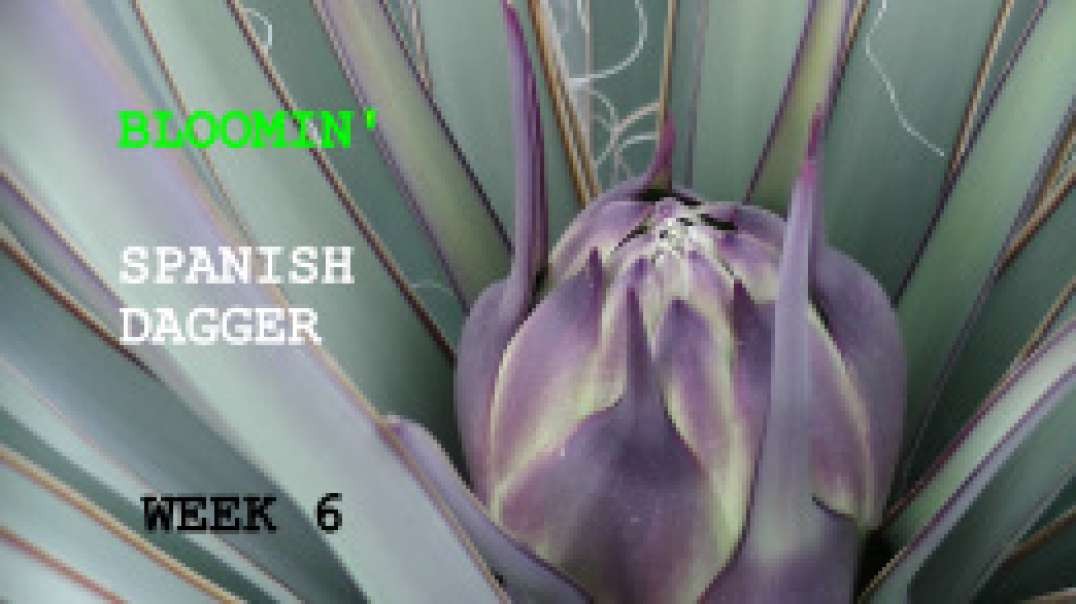 Bloomin' Week 6  Mohave Yucca the "SPANISH DAGGER" of the Mohave Dessert Best Documentation