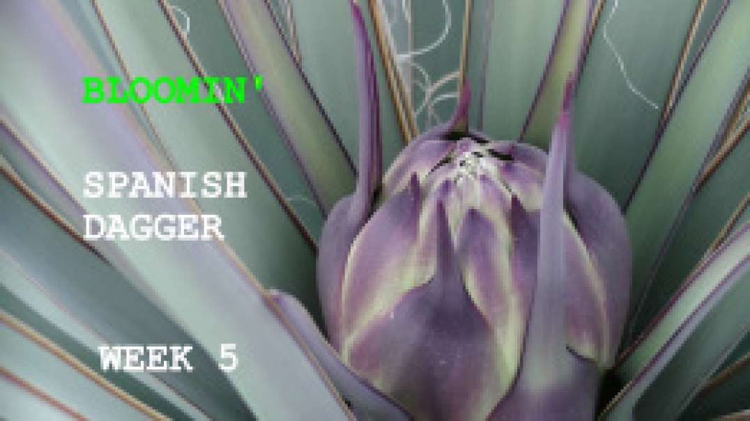 Bloomin' Week 5  Mohave Yucca the "SPANISH DAGGER" of the Mohave Dessert Best Documentation