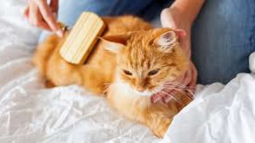 If you are looking for cat grooming in South Fort Lauderdale