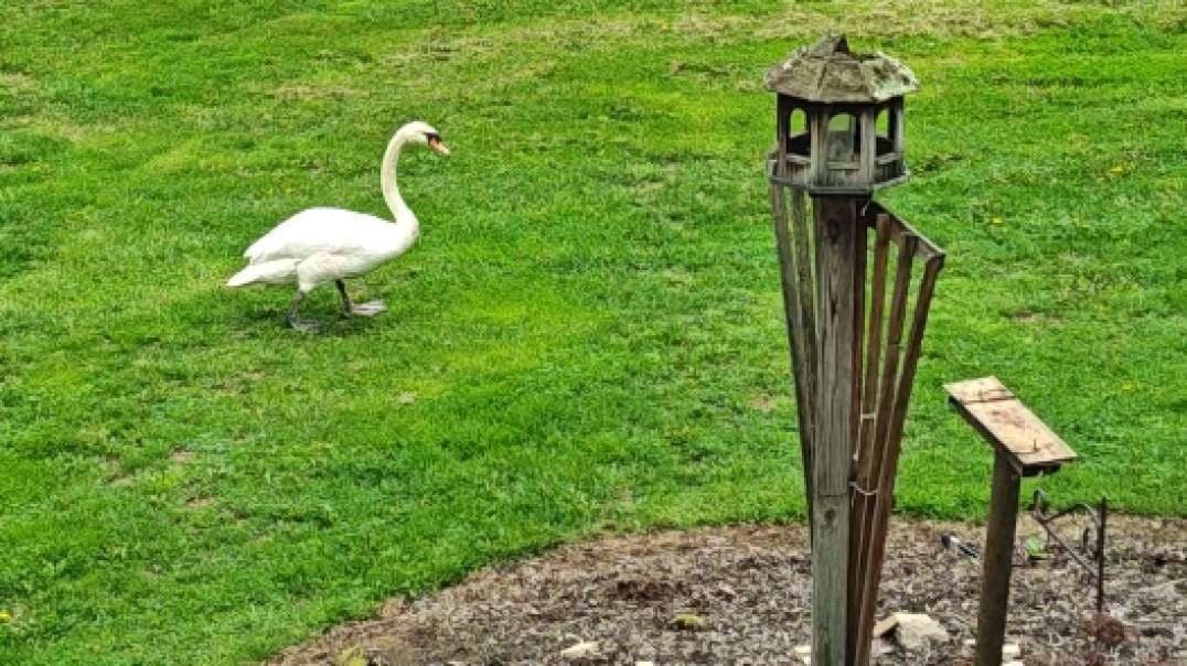 Swan Strolls Through The Front Yard