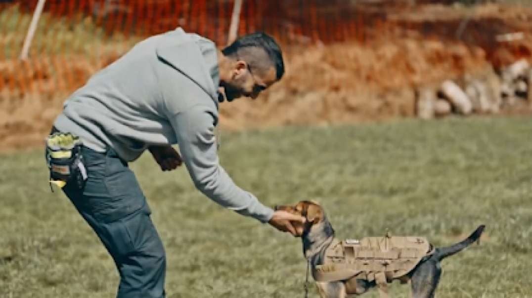Are you looking for Off leash training in Tarzana?