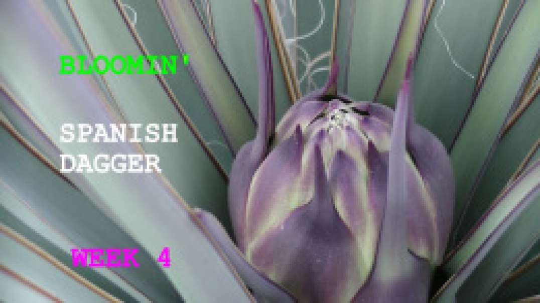 Bloomin' Week 4  Mohave Yucca the "SPANISH DAGGER" of the Mohave Dessert Best Documentation