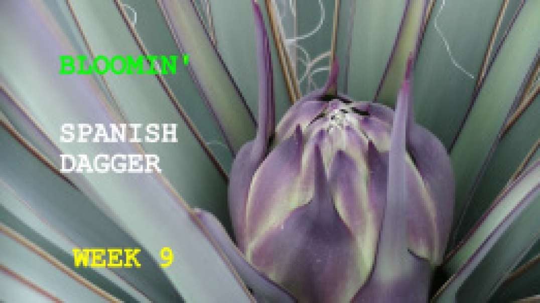 Bloomin' Week 9  Mohave Yucca the "SPANISH DAGGER" of the Mohave Dessert Best Documentation
