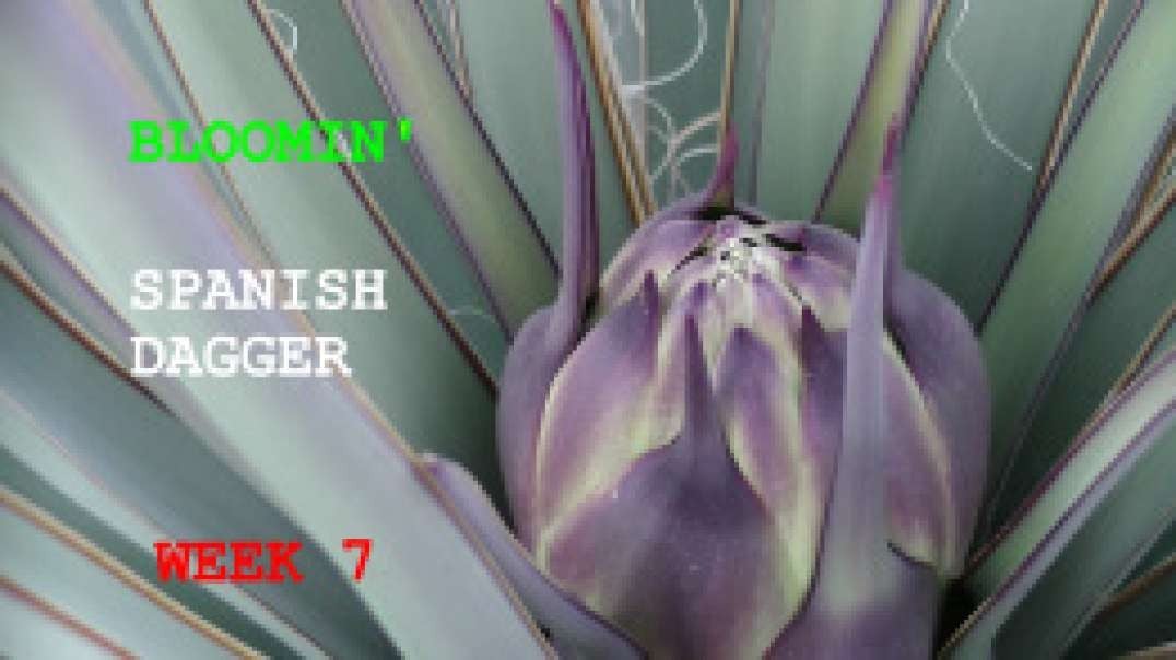 Bloomin' Week 7  Mohave Yucca the "SPANISH DAGGER" of the Mohave Dessert Best Documentation