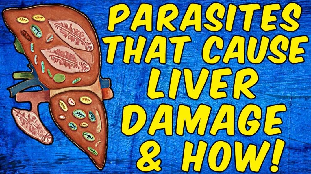Parasites That Cause Liver Damage & How (Science Based)